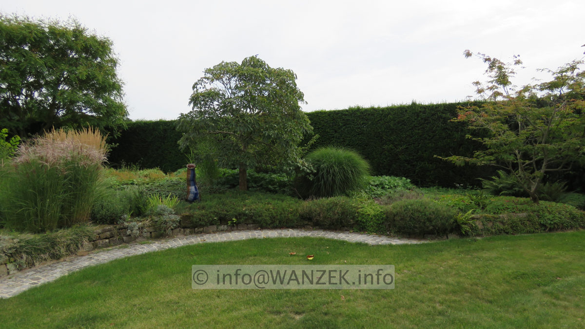 Taxus baccata 01 Hecke.JPG